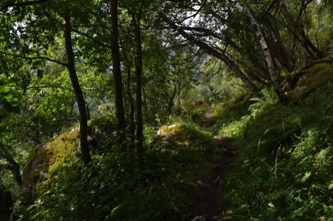 Woodland path